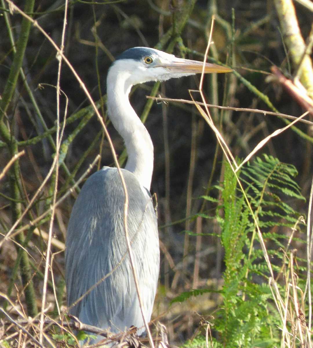 Heron Kingfisher Country Park